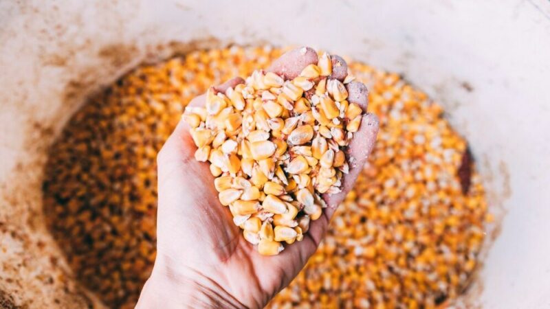 Экспорт кукурузы из Ростовской области вырос в 5 раз в начале 2026 г.