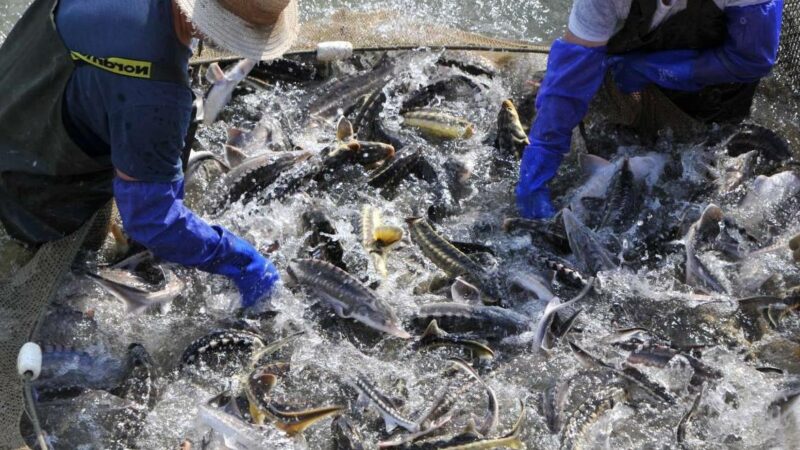 Запасы осетра в Азовском море позволяют начать промышленный вылов