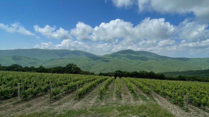 Карантин из-за виноградной тли установили в Крымском районе