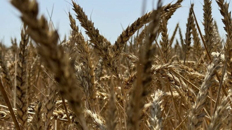 Аграрии Краснодара собрали более 83 тыс. тонн урожая зерна