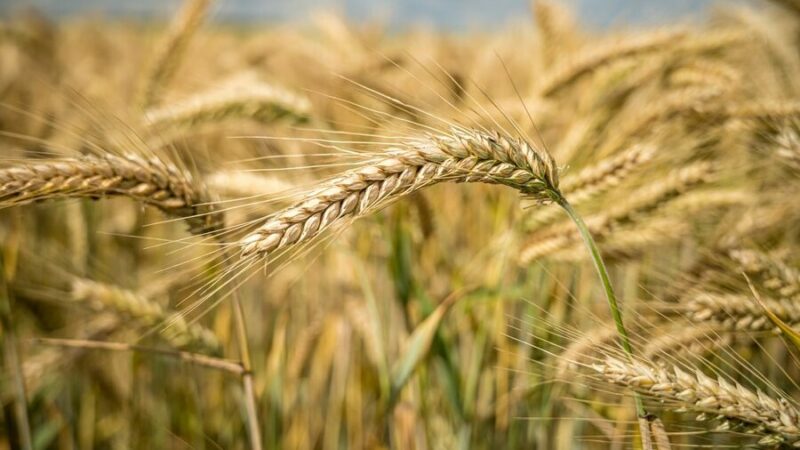 На Кубани урожай озимых зерновых культур в 2024 г вырос на 5%