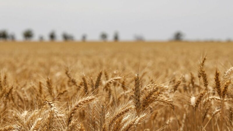 «СовЭкон» повысил на 1,7 млн тонн прогноз сбора урожая пшеницы по югу РФ