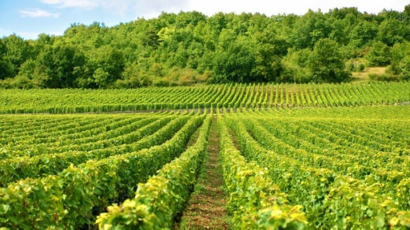 На Кубани в 2024 г. рассчитывают в 1,5 раза превысить план по закладке виноградников