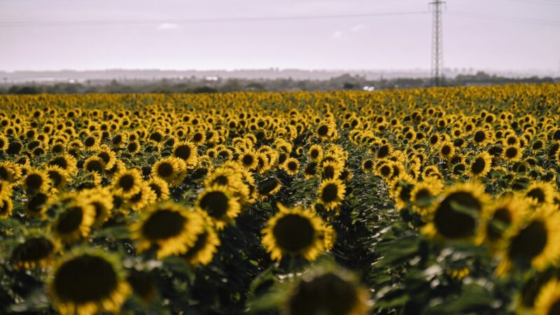 Объем производства семян подсолнечника на Кубани превысил потребности в 5 раз
