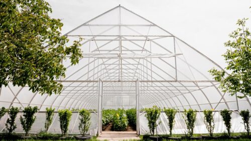 Кубань в 2025 г отправила в другие регионы РФ в два раза больше зелени