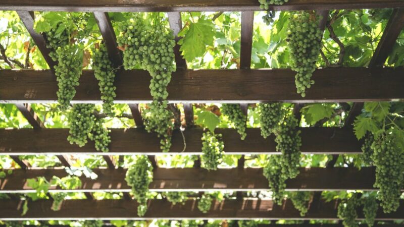 В Ростовской области с начала 2024 года заложили 100 га новых виноградников