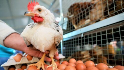 На Кубани поголовье птиц в сельхозорганизациях в 2024 г выросло на 20%