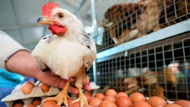 На Кубани поголовье птиц в сельхозорганизациях в 2024 г выросло на 20%