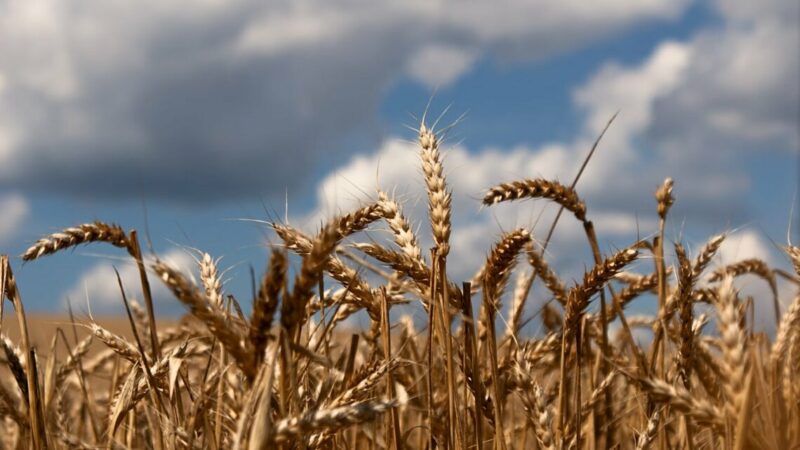 На Дону в 2024 году доля продовольственного зерна снизилась на 9%