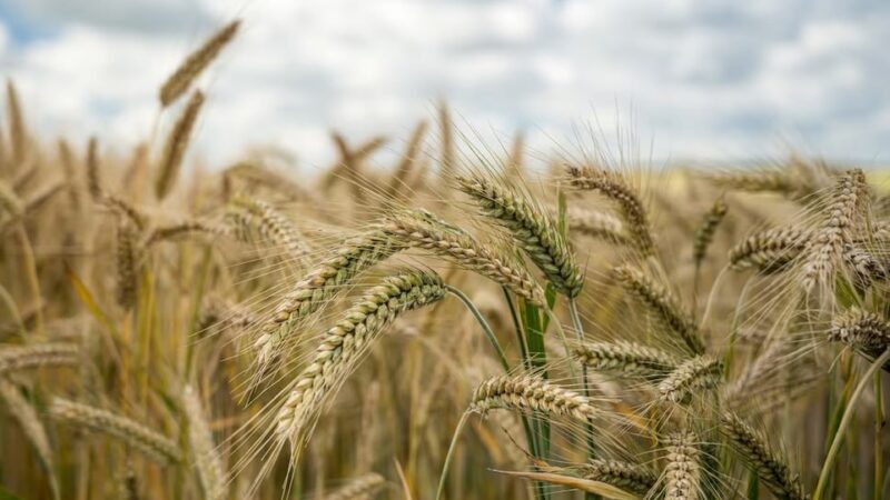 На Дону выявили более 1,2 тыс. партий некачественного зерна с начала 2024г.