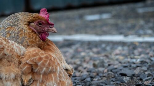 На Кубани в 2025 году производство скота и птицы выросло почти на 4%