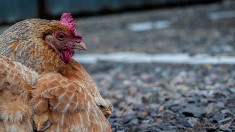 На Кубани запустили репродуктор кур за ₽2,4 млрд