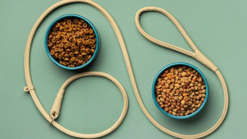 Модель искусственного ЖКТ для испытания кормов для животных создадут в Ростов