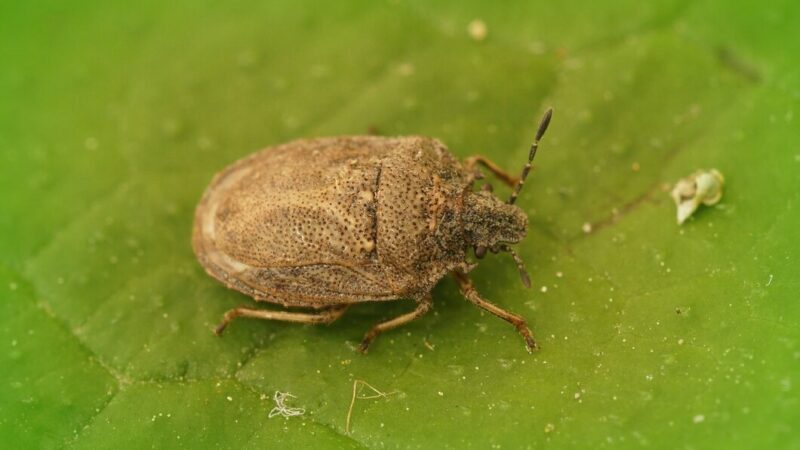 В пяти районах Краснодарского края введен карантин по мраморному клопу