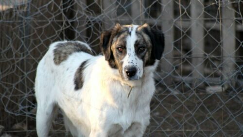 В Новороссийске возбуждено дело после нападения бездомной собаки на жителей 