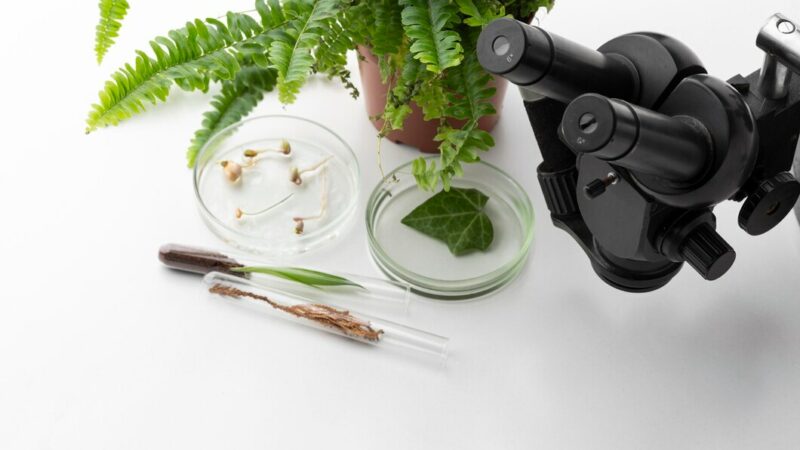 В Сочи создадут центр сохранения редких и исчезающих растений