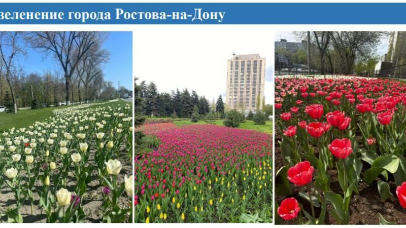 В Ростове высадят 28 тыс. кустарников и 10 тыс. многолетних растений осенью 2024г.