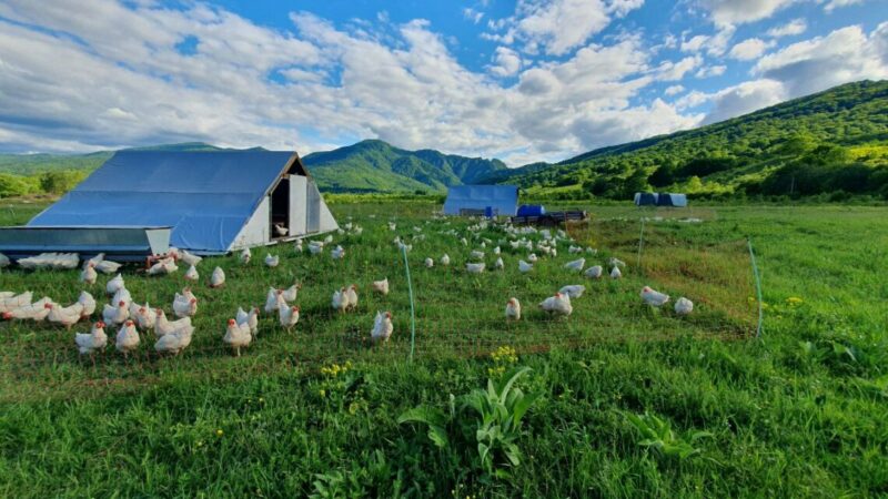 Курицы-путешественницы: фермер из Адыгеи создал мобильное пастбище для несушек