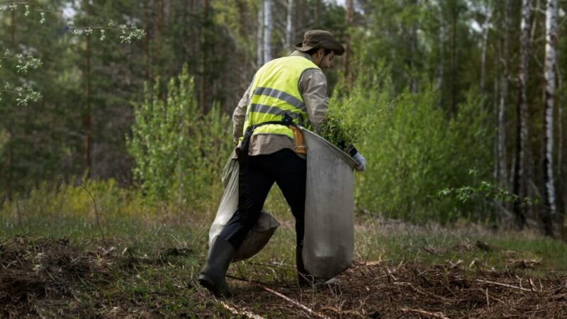 На уборку мусора с лесных опушек в Ростове направят более 32 млн руб.