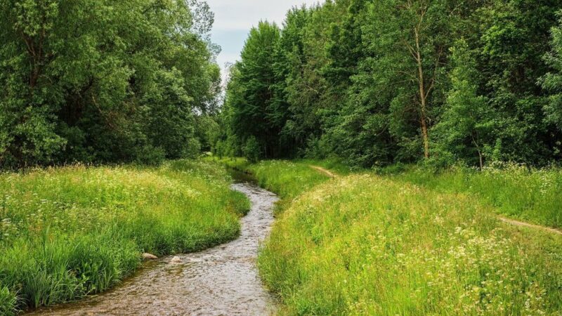 На Кубани разработают порядок сбора валежника в лесополосах