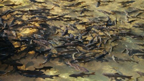 Новые регионы России начали закупать рыбопосадочного материала на Дону