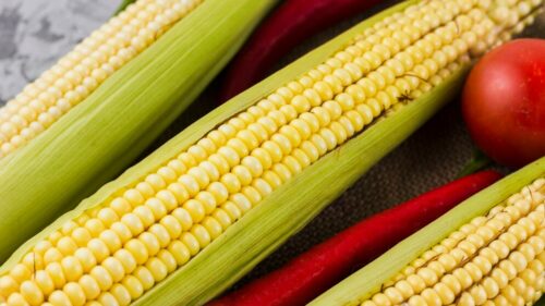 Фермеры на Дону ожидают снижение урожая подсолнечника и кукурузы