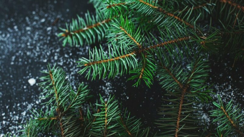 В Ростове в 2024 году будут установлены две главные новогодние елки