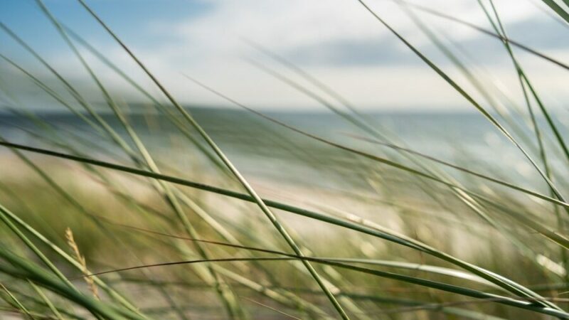 В Ростове-на-Дону сильный порывистый ветер 2 ноября стихнет к ночи