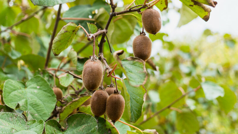 В Сочи в 2024 г планируют собрать 200 тонн субтропических фруктов