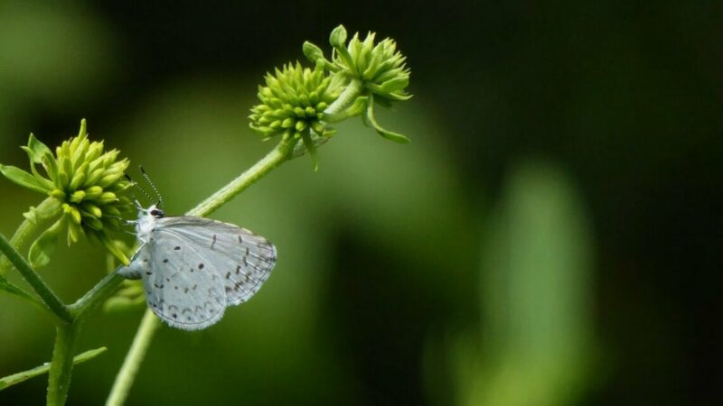 В «Сириусе» планируют создать каталог генов для борьбы с насекомыми-вредителями