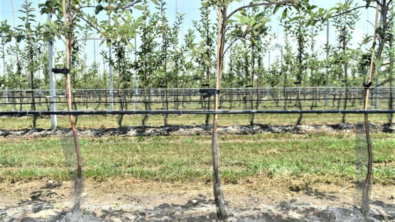 На Кубани в 2024 году планируют заложить 1,2 тыс. га садов