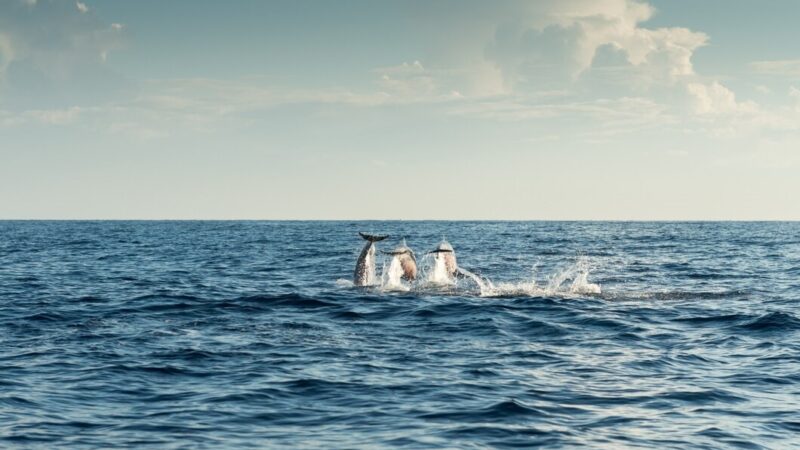 Росрыболовство: крушение танкеров в Черном море совпало с миграцией дельфинов-азовок 