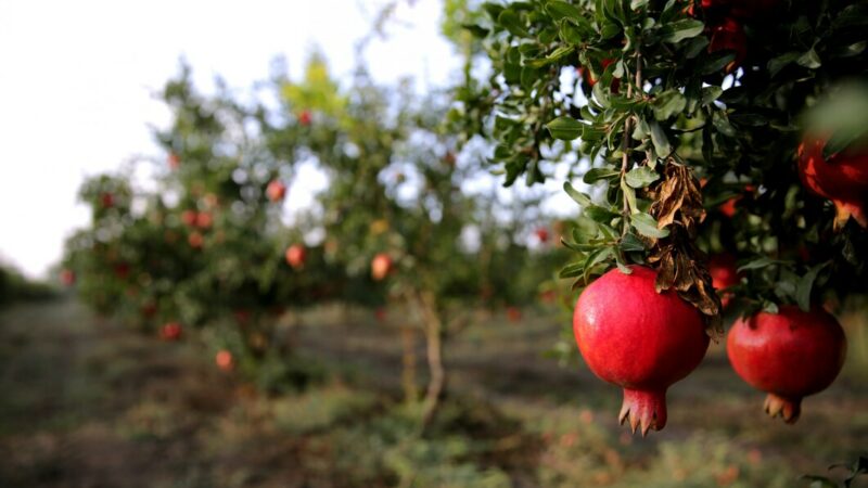 Чем больше заботы, тем слаще гранаты: как экс-дальнобойщик разводит на Кубани экзотические растения