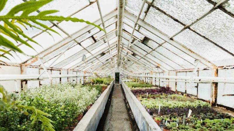 Строительство тепличного комплекса «Ольгинский» на Дону завершат в 2025г.