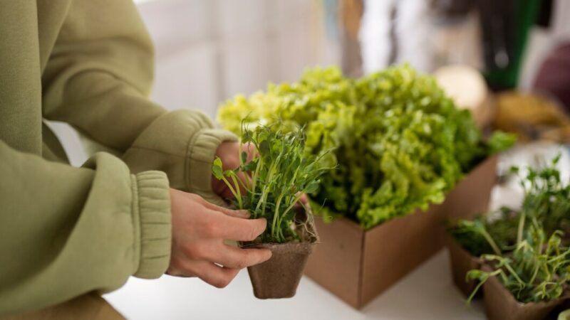 Стать сити-фермером: как на 20 кв. метрах зарабатывать 1 млн руб. в год