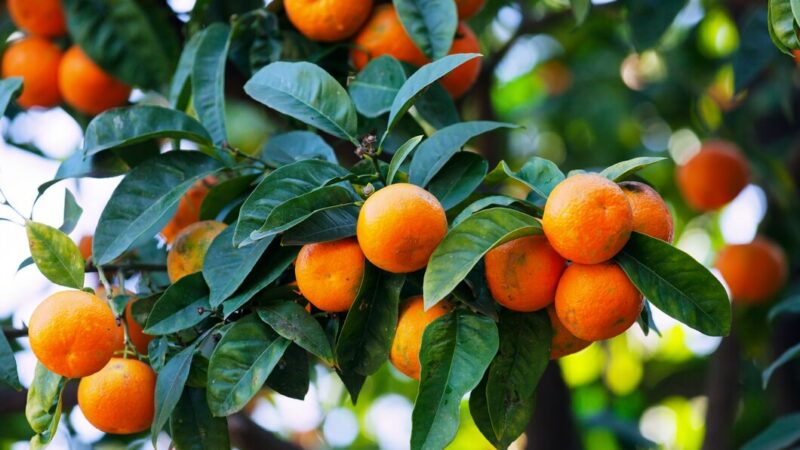 Урожай цитрусовых в Сочи в 2024 г сократился на 29%