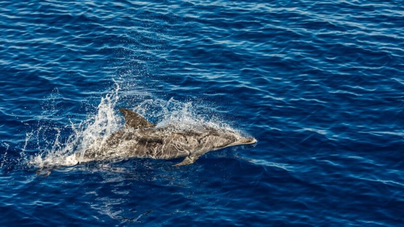 Восстановление дельфинов после загрязнения мазутом занимает до 2 месяцев