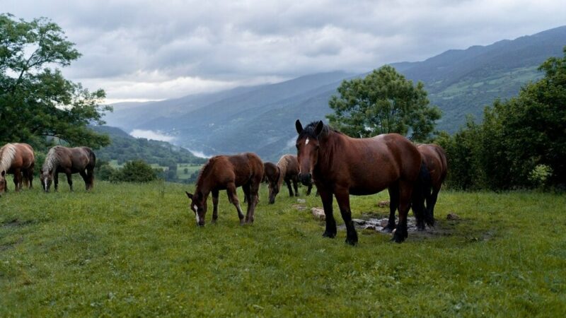 Агропредприятия Сочи за 2024 год посетили не менее 245 тыс. туристов