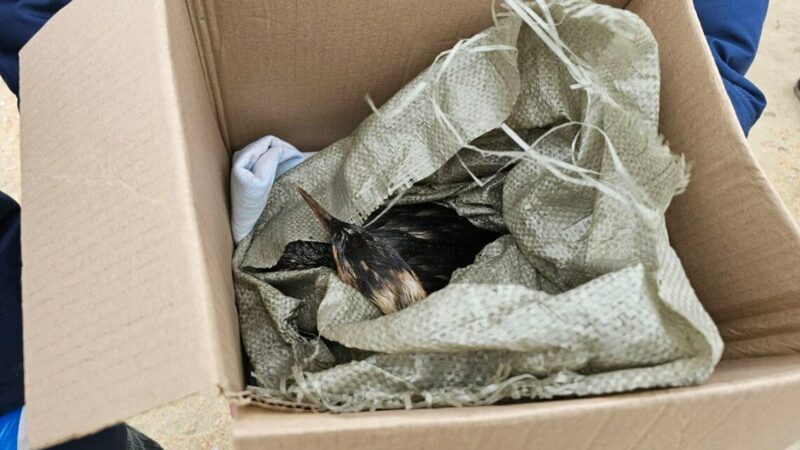 Сафари-парк Краснодара принял более 1 тыс. попавших в мазут птиц