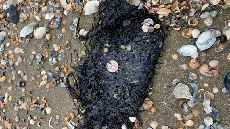 Слюсарь: Замазученный песок не будут завозить в Семикаракорск и Большой Лог