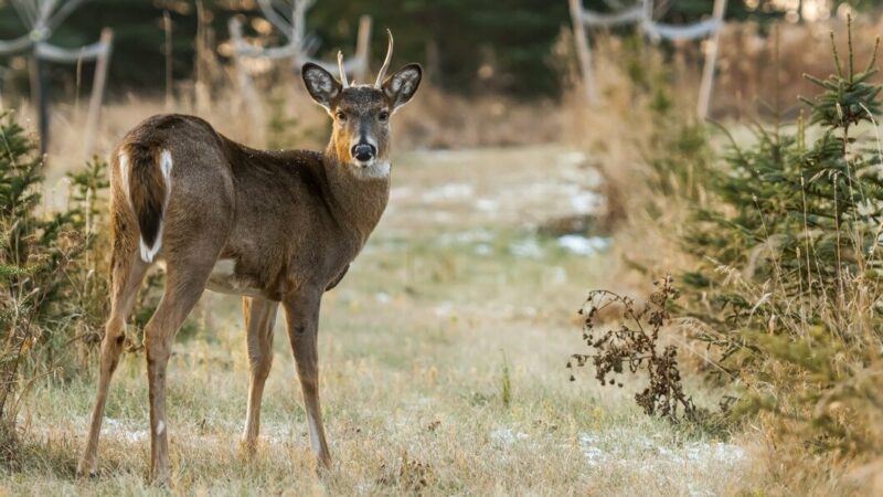 На Кубани за год популяция благородных оленей выросла на 22%
