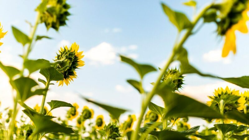 Новые горизонты семеноводства