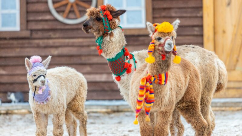 Четвероногие перуанцы на российской земле: как альпаки завоевывают сердца туристов и кошельки предпринимателей