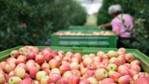 Мнение: рентабельность плодовых в РФ ниже необходимого для развития уровня втрое