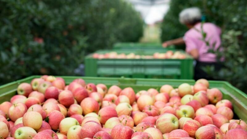 На Кубани производство фруктов и ягод за 10 лет выросло более чем в 2 раза