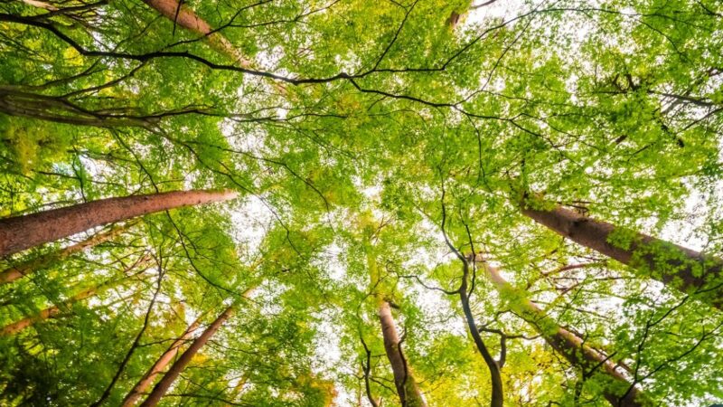 На Дону компенсационные посадки сократились почти на 39% в 2025 г.