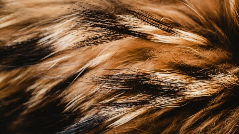 На юге России спрос на меховые изделия на Ozon вырос в четыре раза