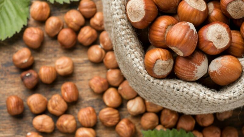 Площадь суперинтенсивного сада фундука на Дону до 2030 года увеличится в 4 раза