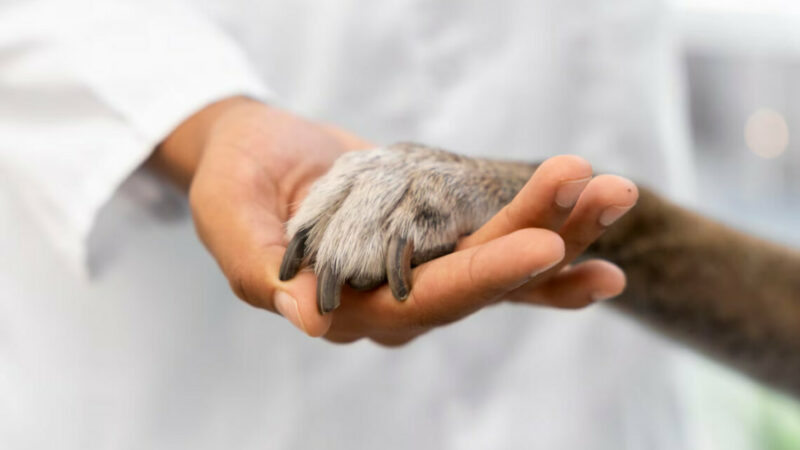 Золотая лапа: в Краснодаре стоимость ветпрепаратов выросла на 10-30%