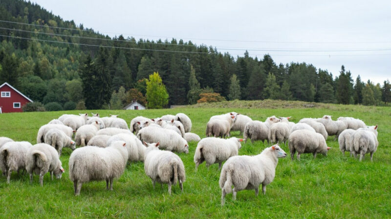 На Дону поголовье овец и коз сократилось на 10% за год
